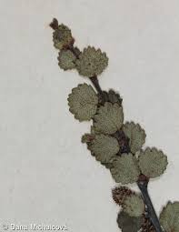 Attēlu rezultāti vaicājumam “Betula nana leaf”