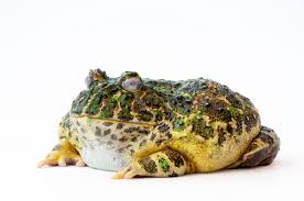 Image result for Ceratophrys ornata