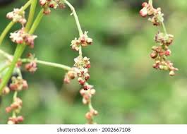 Attēlu rezultāti vaicājumam “Rumex acetosa bud”