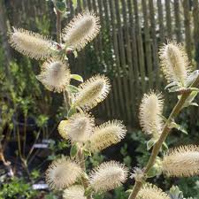 Attēlu rezultāti vaicājumam “Salix x doniana”