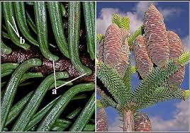 Attēlu rezultāti vaicājumam “Abies sibirica”