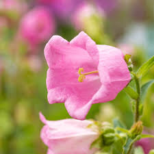 Image result for Marienglockenblumen