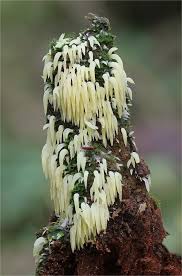 Attēlu rezultāti vaicājumam “Mucronella bresadolae”