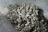 Attēlu rezultāti vaicājumam “Physcia adscendens”