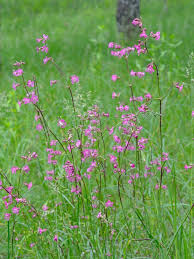 Attēlu rezultāti vaicājumam “Silene viscaria flower”