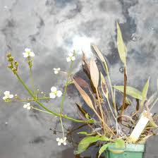 Attēlu rezultāti vaicājumam “Carex pseudocyperus male flower”