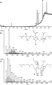 Attēlu rezultāti vaicājumam “Heteromurus nitidus”