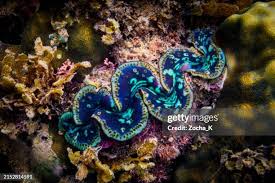 Image result for tridacna