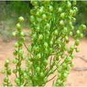 Attēlu rezultāti vaicājumam “Artemisia campestris leaf”
