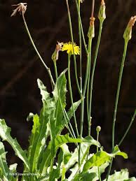 Attēlu rezultāti vaicājumam “Hypochaeris radicata fruit”