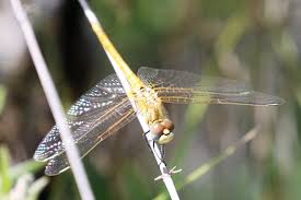 Attēlu rezultāti vaicājumam “Didymium verrucisporum stalked”