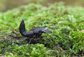 Billedresultat for rovbille