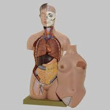 解剖女体|女性 解剖 筋肉 ３DCG イラスト素材のイラスト素材 [30947259 ...