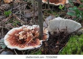 Attēlu rezultāti vaicājumam “Hydnellum aurantiacum”