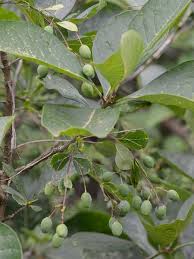 Attēlu rezultāti vaicājumam “Chionanthus virginicus leaf”