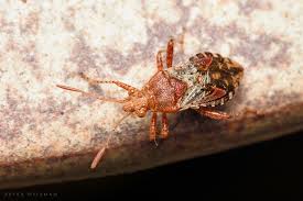 Attēlu rezultāti vaicājumam “Rhopalus maculatus imago”