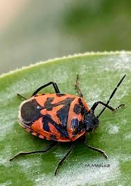 Attēlu rezultāti vaicājumam “Eurydema dominulus”