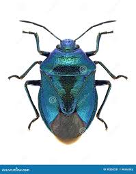 Attēlu rezultāti vaicājumam “Zicrona caerulea nymph”