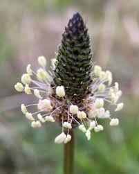 Attēlu rezultāti vaicājumam “Plantago lanceolata flower”