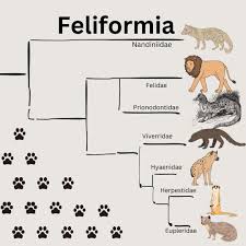 Attēlu rezultāti vaicājumam “Carnivora”