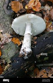 Attēlu rezultāti vaicājumam “Amanita pantherina”