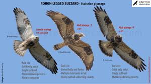 Attēlu rezultāti vaicājumam “Buteo lagopus”