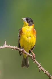 Image result for Emberiza melanocephala
