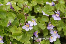 Attēlu rezultāti vaicājumam “Cymbalaria muralis flower”