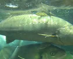 Image result for Argyrosomus inodorus