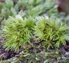 Attēlu rezultāti vaicājumam “Leucobryum juniperoideum”