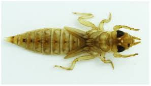 Attēlu rezultāti vaicājumam “Gomphidae”