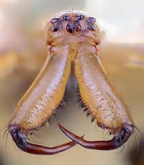 Attēlu rezultāti vaicājumam “Tetragnatha extensa”