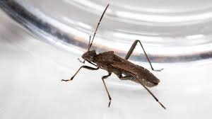 Attēlu rezultāti vaicājumam “Alydus calcaratus”