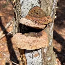 Attēlu rezultāti vaicājumam “Phellinus”