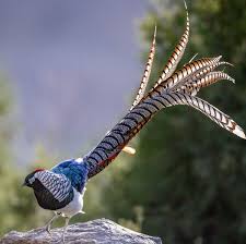 Image result for Chrysolophus amherstiae