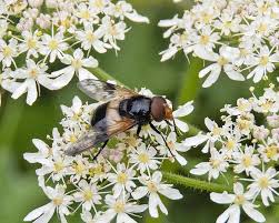 Attēlu rezultāti vaicājumam “Volucella pellucens”