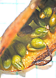 Attēlu rezultāti vaicājumam “Caltha palustris fruit”