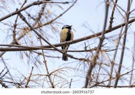 Attēlu rezultāti vaicājumam “Parus major male”