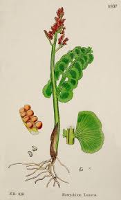 Attēlu rezultāti vaicājumam “Botrychium lunaria”