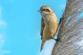 Attēlu rezultāti vaicājumam “Remiz pendulinus”