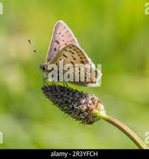 Attēlu rezultāti vaicājumam “Lycaena tityrus underside”