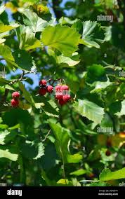 Attēlu rezultāti vaicājumam “Crataegus macracantha fruit”