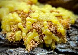 Attēlu rezultāti vaicājumam “Badhamia affinis var. microspora macro”