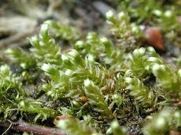 Attēlu rezultāti vaicājumam “Calliergonella lindbergii”