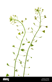 Attēlu rezultāti vaicājumam “Capsella bursa-pastoris flower”