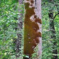 Attēlu rezultāti vaicājumam “Pseudoleskeella nervosa”