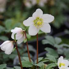 Attēlu rezultāti vaicājumam “Helleborus niger”