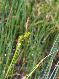 Attēlu rezultāti vaicājumam “Carex lepidocarpa leaf”