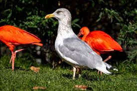 Attēlu rezultāti vaicājumam “Larus argentatus eggs”