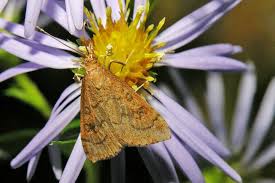 Attēlu rezultāti vaicājumam “Cribraria rubiginosa stalked”